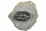 Detailed Austerops Trilobite - Ofaten, Morocco #327544-5